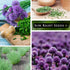 Sow Right Seeds - Common Chives Seed for Planting - Non-GMO Heirloom Packet with Instructions to Plant and Grow Kitchen Herb Garden Indoor or Outd...