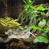 2 Pack Transparent Hermit Crab Water Tanks with Cuttable Climbing Ramp, Ideal Hermit Crab Habitat and Toy for Small to Large Hermit Crabs, Hermit ...