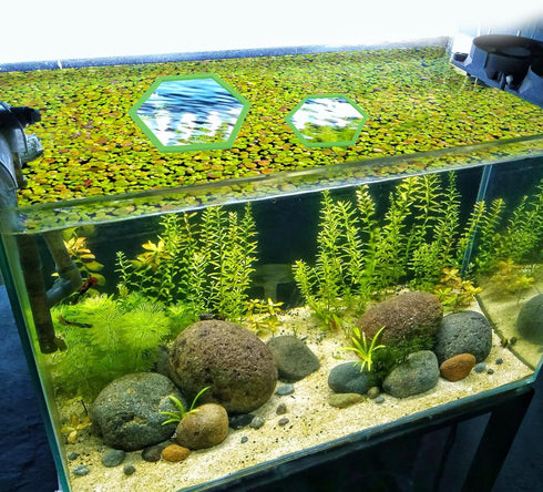 5pcs Aquarium Floating Plant Corral, Foam Fish Feeding Rings Hexagon Fish Tank Food Ring for Keeping Floating Plants in Place (Green)...