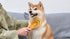 Burt’s Bees for Pets Porcupine Bristle Brush for Large Dogs with Handle Made from Recycled Plastics Collected from Coastal Communities | Large Fle...