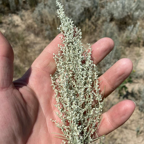CHUXAY GARDEN Artemisia Frigida Seed 100 Seeds Fringed Sagebrush Herb Plant Attractive Serrated Pointy Leaves Fast Growing & Maintain...