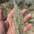 CHUXAY GARDEN Artemisia Frigida Seed 100 Seeds Fringed Sagebrush Herb Plant Attractive Serrated Pointy Leaves Fast Growing & Maintain...