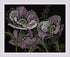 Riolis Cross Stitch, Lace Poppies (14 Count)...