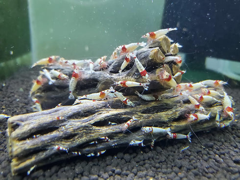 Natural Cholla Wood for Aquarium Decoration Shrimp and Fish Tank (4 Inch (5 Pack))...