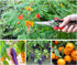 Pruning Shears Father's Day Gifts, Heavy Duty Stainless Steel Ultra Sharp Multi-purpose Hand Pruner Scissors for Garden Harvesting Fruits Vegetabl...