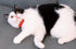 Collar for Cats Pets Breakaway with Bell Bowtie Floral Bow Detachable Adjustable Safety Puppy 2pcs Christmas-A...