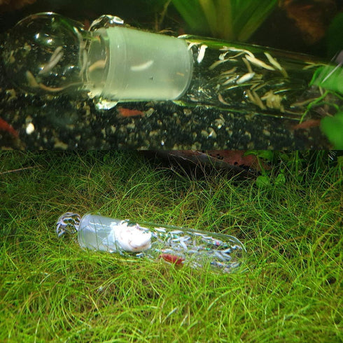 Planaria Trap Catch Trap Leeches Catcher, Aquarium Supplies Clear Glass Planarian Leech Trap Tube Catcher 3 Holes for Cherry Shrimp Crystal Red Sh...