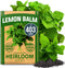 HOME GROWN Lemon Balm Seed Pack - 403 Non-GMO Heirloom Herbal Tea Seeds - Lemon Balm Seeds for Planting Herbal Tea Gardens Indoors or Outdoors - P...