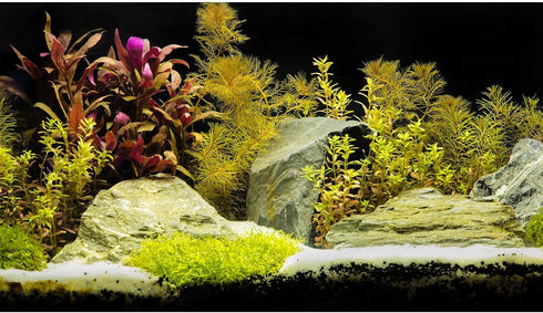 Aquarium Background Planted Tropical Freshwater Terrarium Background Various Aquatic Plants Aquarium Backdrop Big Stones with Moss Fish Tank Backg...