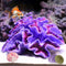 Aquarium Coral Ornaments Decor Fish Tank Plants Decoration for Aquarium Landscape,Purple...