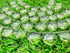 1 Strand Peridot Quartz 10 Pcs Beads Size 14x14mm Hexagon Shape Cut Faceted Beads for Jewellery Making, Beading & Craft Supplies KCRAFTS-RK_k53...