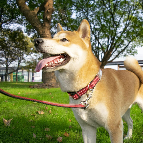 Reflective Dog Collar for Large Dogs Mesh Padded Large Dog Collar, Adjustable Pet Collar with Quick Release Buckle, Durable Breathable &Fade Resis...