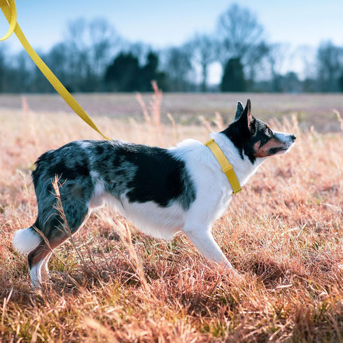 azuza Nylon Fall Dog Collar and Leash Set, Strong & Durable Basic Style Leash with Easy to Use Collar Hook, Available in Multiple Lengths for Pupp...
