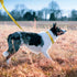 azuza Nylon Fall Dog Collar and Leash Set, Strong & Durable Basic Style Leash with Easy to Use Collar Hook, Available in Multiple Lengths for Pupp...