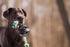 Pet Qwerks X-Tire Ball Dog Toys - Rope Interactive Chew Toy - Medium...