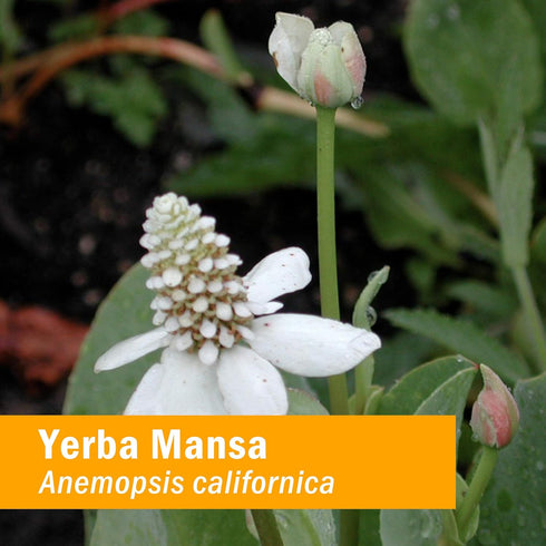 Herb Pharm Yerba Mansa Root Extract - 1 Ounce...