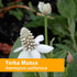 Herb Pharm Yerba Mansa Root Extract - 1 Ounce...