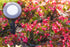 ENBRIGHTEN Mega Stake, LED Landscape Light Management, 14” Tall, Durable, 54483, Black...