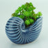 VanEnjoy 5" Ceramic Succulent Pot, Cute Ocean Blue Seashell Series, Conch Shaped Cactus Pot Planter, Flower Pot, Pottery Bonsai Pot, Cute Shell So...