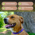 Pawsitive Hemp Dog Collar - Green Dog Collar - We Donate a Collar for Every Collar Sold. Help a shelter in Need! Solid Color Adjustable Collar Gre...