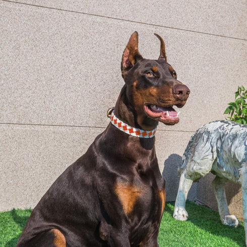 Bolux Leather Cute Dog Collar, Adjustable Soft Paded Cute Dog Collar for Small Medium Large Dogs, Classic Breathable Pet Collar with Checkered Pat...