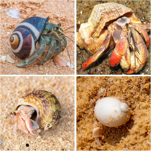 15PCS Hermit Crab Shells | Natural Sea Conch Size 1.6"-3.2" | Growth Turbo for Small to Medium and Large Crabs, Saltwater Hermit Crab Supplies and...