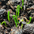 Seed Needs, Garlic Chives Seeds - 400 Heirloom Seeds for Planting Allium tuberosum - Culinary Herb, Non-GMO & Untreated, Chinese Chives for Cookin...