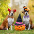 ADOGGYGO Halloween Dog Collar with Bow, Adjustable Plaid Dog Collars with Removable Bowtie Orange Purple Plaid Halloween Collars for Medium Dogs P...