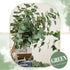 TOPHOUSE 6pcs Artificial Eucalyptus Leaves Stems Bulk 24.8” Silver Dollar Eucalyptus Artificial Greenery Silk Eucalyptus Plant for Home Wedding Fa...