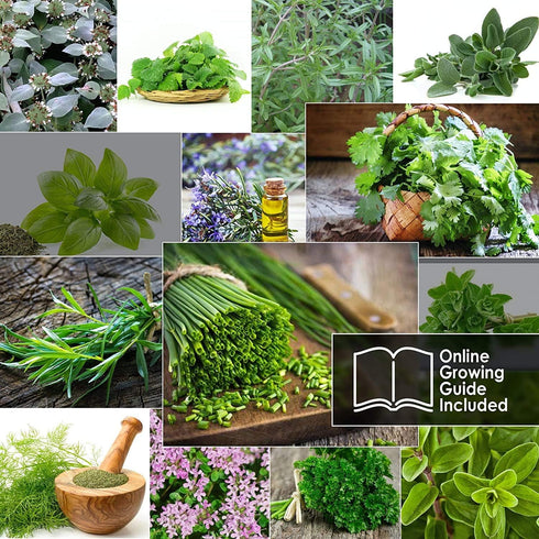 14 Culinary Herb Seeds Pack - Heirloom and Non GMO, Grown in USA - Indoor or Outdoor Garden - Basil, Parsley, Dill, Cilantro, Rosemary, Mint, Thym...