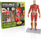 Be Amazing! Toys Interactive Human Body - 60 Piece Fully Poseable Anatomy Figure – 14” Tall Model - Anatomy Kit – Removable Muscles, Organs,Bones ...