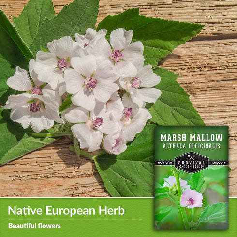 Marsh Mallow Seed for Planting - 1 Packet with Instructions to Plant and Grow Rare Medicinal Flowering Herbs in Your Home Vegetable Garden - Non-G...