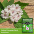 Marsh Mallow Seed for Planting - 1 Packet with Instructions to Plant and Grow Rare Medicinal Flowering Herbs in Your Home Vegetable Garden - Non-G...