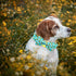 Elegant little tail Dog Collar, Blue Bees Print Dog Collar with Bow Tie Summer Dog Collar Pet Collar Boy Girl Cute Bowtie Collar Dog for Small Med...