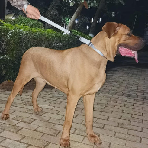 Large Dog Short Leash with Nylon Belting and Soft Padded Handle Lead.(18 Inches, Ultimate Grey)...