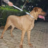 Large Dog Short Leash with Nylon Belting and Soft Padded Handle Lead.(18 Inches, Ultimate Grey)...