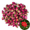 TooGet Fragrant Natural Red Rose Buds Rose Petals Organic Dried Flowers Wholesale, Culinary Food Grade - 8 OZ...