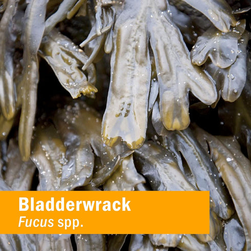 Herb Pharm Bladderwrack Liquid Extract - 1 Ounce (DBLADD01)...