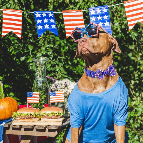 BiPawTi American Flag Dog Collar with Bowtie, 4th of July Dog Collar Holiday Pet Gift, Blue Pride Patriotic Dog Collar, USA Dog Collar for Indepen...