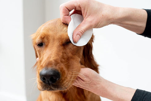 pet wiz Aloe Vera Eye Wipes for Cleaning Dogs & Cats - Extra Large...