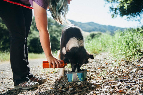 ZippyPaws Adventure Dog Bowl - Graphite...