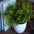 WHW Whole House Worlds Realistic Faux Baby Oregano, Potted Plant, Houseplant, Kitchen, Lushly Leafed, White Pot, Plant Diameter is 6 Inches x 9 3/...