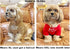 Cute Dog Clothes,Dog T Shirt for Medium Dogs.Dog Clothes for Small Dogs Girl Boy,Puppy.Breathable Soft Dog Costume Pet Dogs Cats,Pet Pullover Jump...