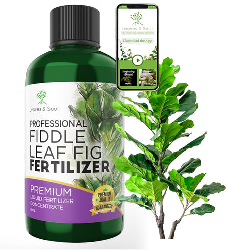 Professional Liquid Fiddle Leaf Fig Plant Fertilizer | 3-1-2 Concentrate for House Plants | Multi-Purpose Blend & Gardening Supplies | 8 oz Bottle...