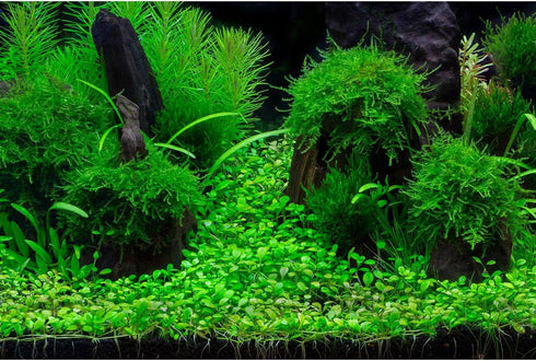 Terrarium Background Green Planted Tropical Freshwater Aquarium Background Aquatic Plants Roots Stones with Moss Aquarium Backdrop Perfect Fish Ta...