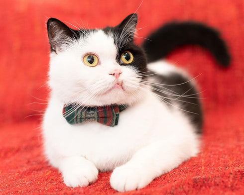 Collar for Cats Pets Breakaway with Bell Bowtie Floral Bow Detachable Adjustable Safety Puppy 2pcs Christmas-A...
