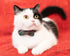 Collar for Cats Pets Breakaway with Bell Bowtie Floral Bow Detachable Adjustable Safety Puppy 2pcs Christmas-A...