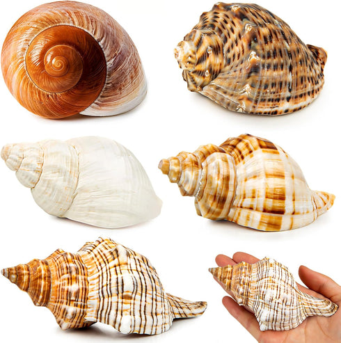 5PCS Extra Large Hermit Crab Shells | Natural Sea Conch Size 3" - 4.7", Opening Size 1.6" - 2.7" | Turbo Seashells for Hermit Crab Supplies and Be...
