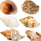 5PCS Extra Large Hermit Crab Shells | Natural Sea Conch Size 3" - 4.7", Opening Size 1.6" - 2.7" | Turbo Seashells for Hermit Crab Supplies and Be...