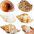 5PCS Extra Large Hermit Crab Shells | Natural Sea Conch Size 3" - 4.7", Opening Size 1.6" - 2.7" | Turbo Seashells for Hermit Crab Supplies and Be...